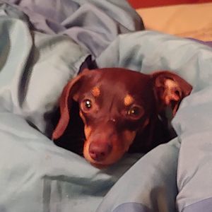 Meet your Posher, Shelly